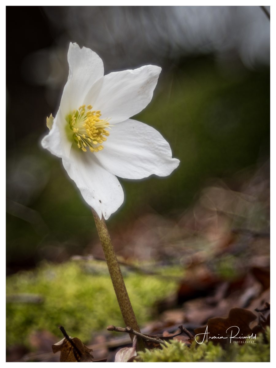_2140030-Bearbeitet