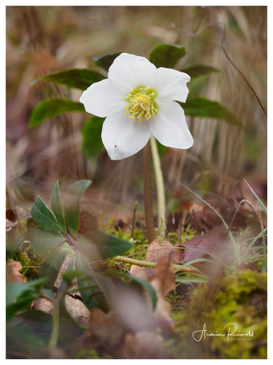 _2140040-Bearbeitet