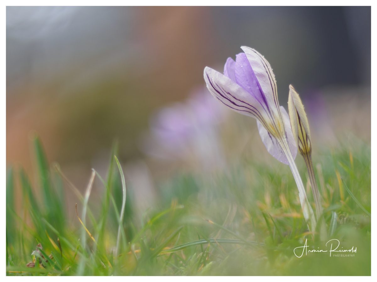 _2140106-Bearbeitet