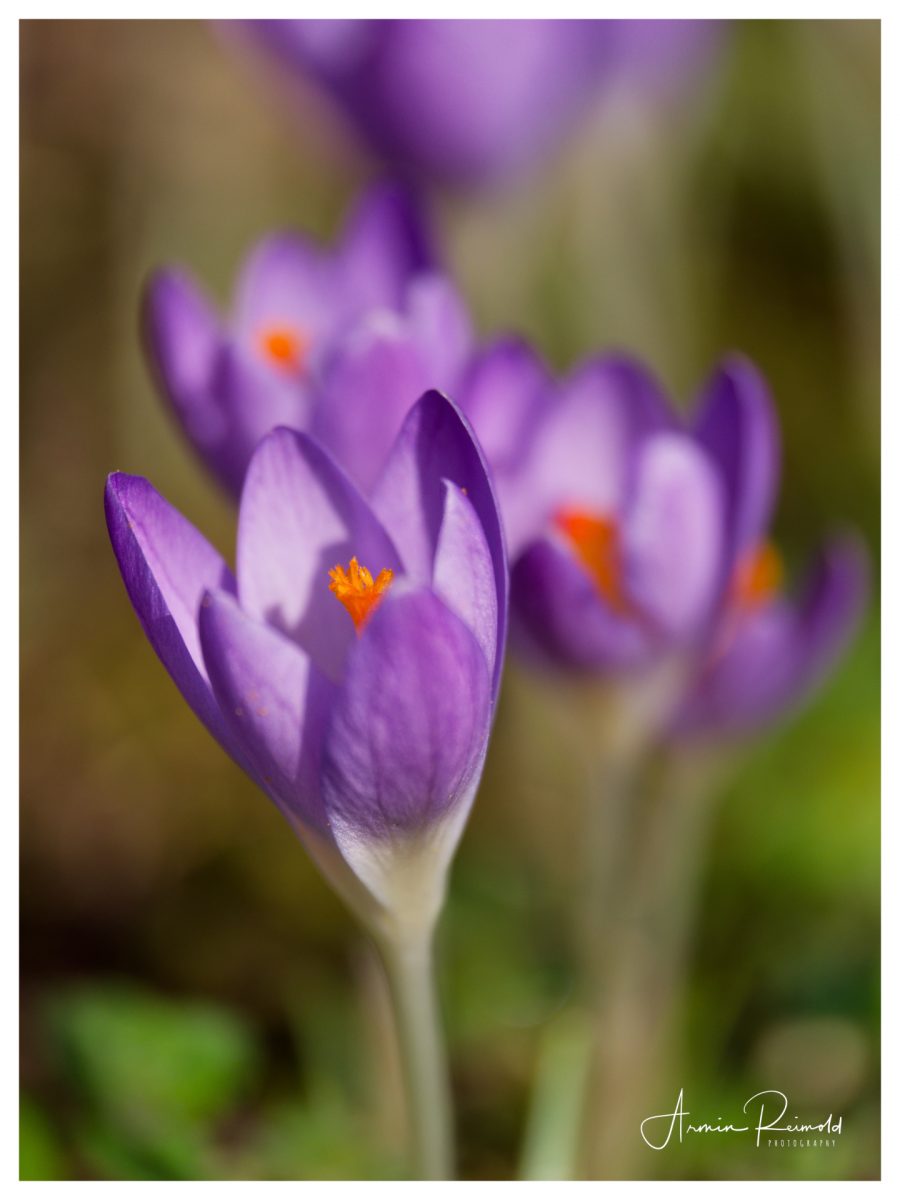 P2280108_Nik_DxO