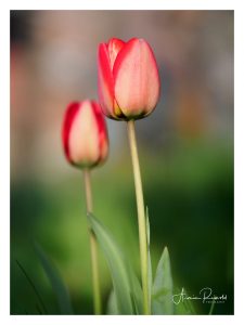 _4110005-Bearbeitet