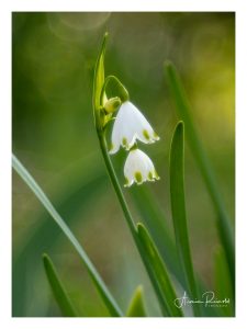 _4110012-Bearbeitet