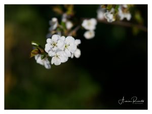 _4110017-Bearbeitet