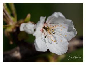 _4110050-Bearbeitet
