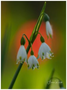 _4250052-Bearbeitet