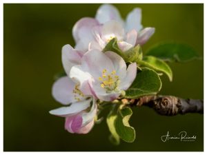 _4250059-Bearbeitet