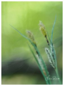 P5020120-Bearbeitet