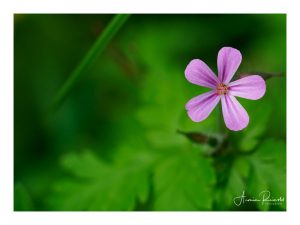 P5240230-Bearbeitet