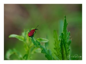 P5240311-Bearbeitet