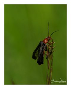 P5240467-Bearbeitet